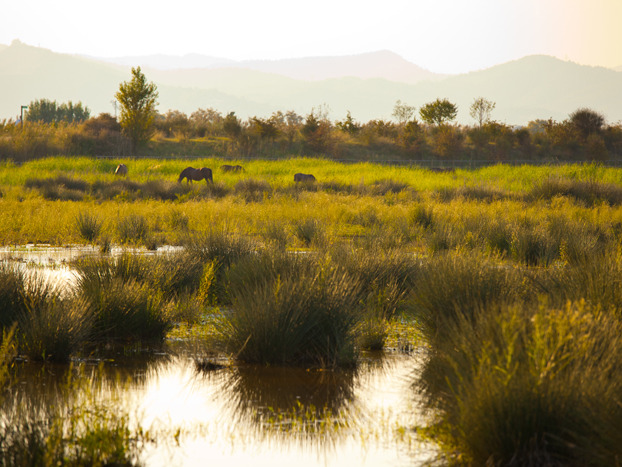 The Llobregat River Delta, 98km2-wide wetland ecosystem that hosts a remarkable ecological value.
