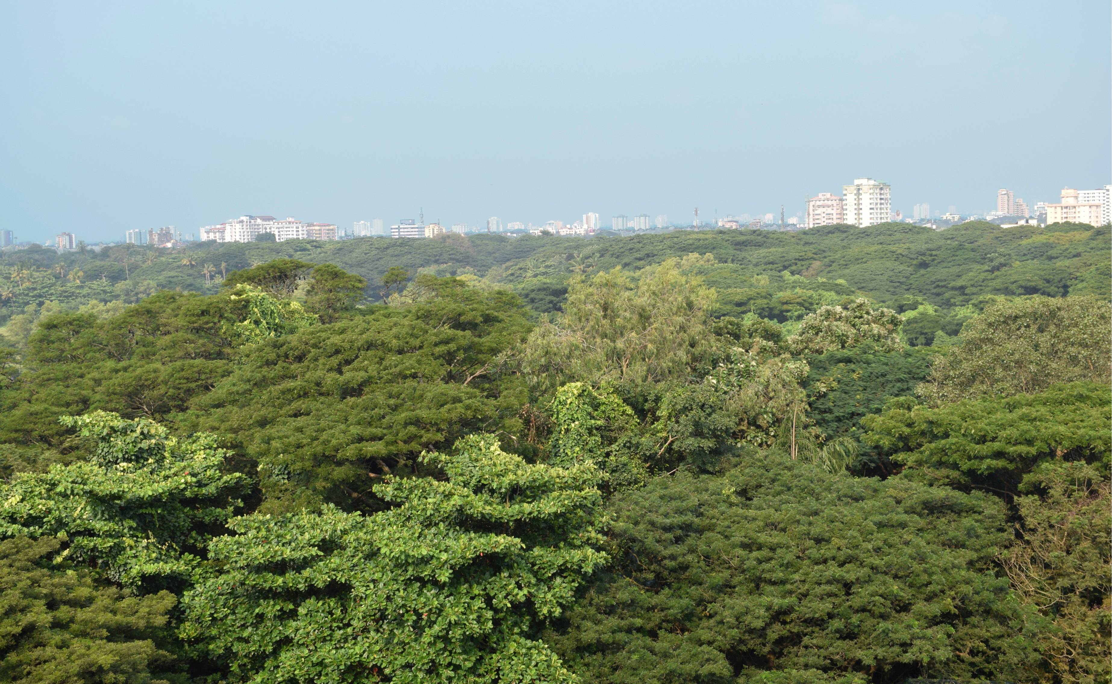 A view of city from Mangalavanam Bird Sanctuary