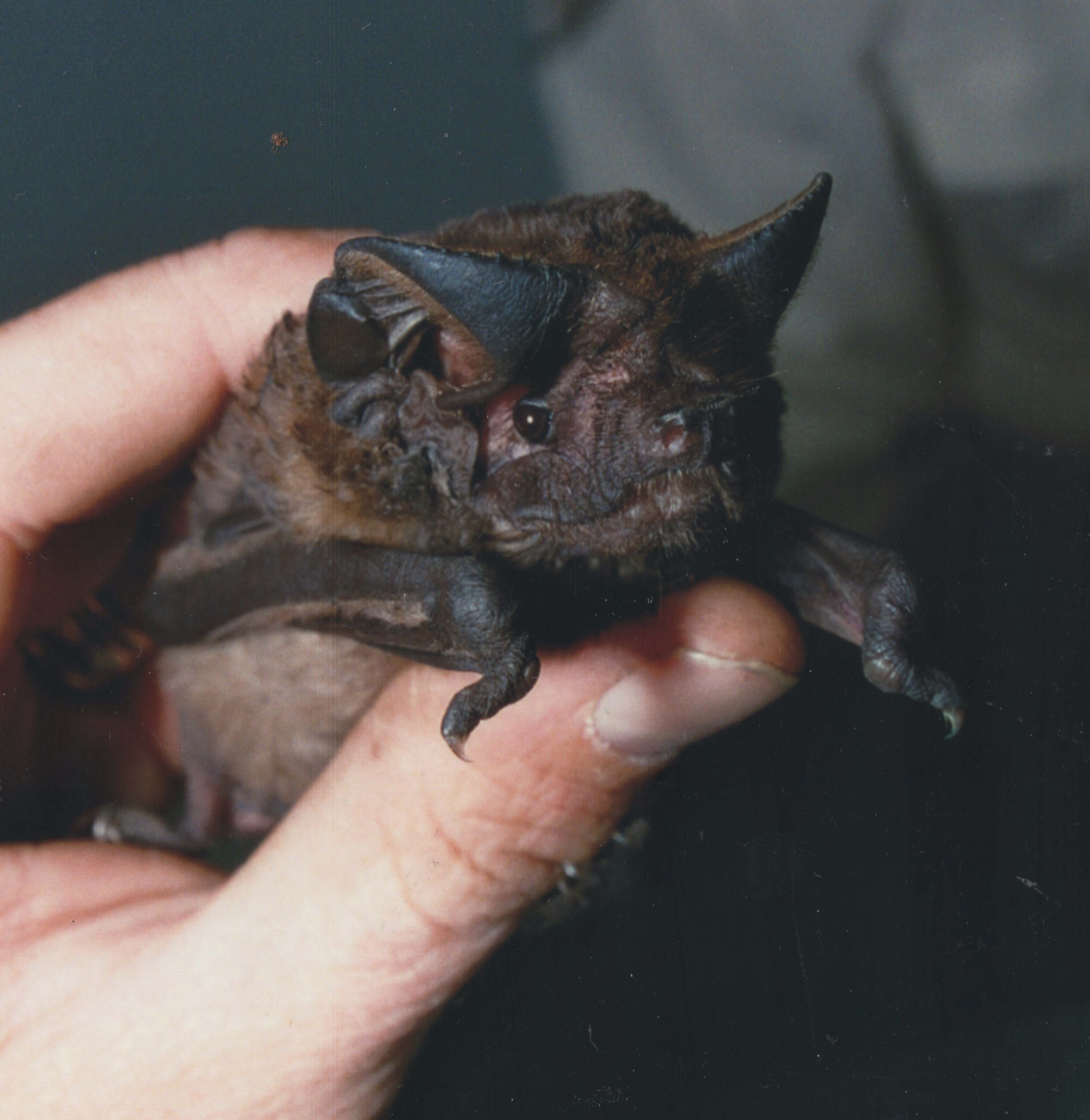 The White-striped freetail bat is one of up to nine species of microbats using the bushland areas in Yarra for food, shelter and breeding. It is the only microbat with an echolocation call that is audible to humans.  Microbats are prolific insect eaters, consuming up to 33% of their body weight per night, therefore they play a very important role in controlling insect populations, and maintaining eco-system equilibrium.