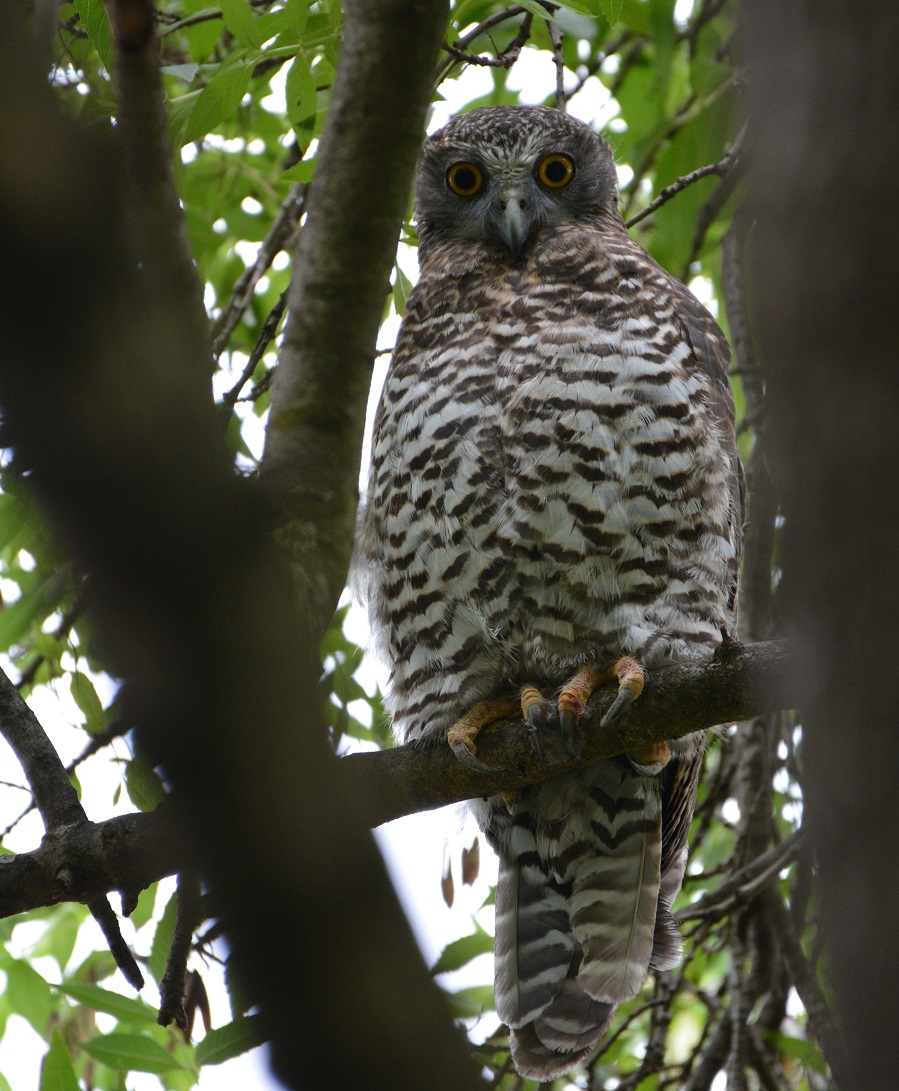 The powerful owl is Australia’s largest owl and is listed as threatened under state legislation. Powerful owls have been sighted in large parklands in Yarra, including Burnley Park.